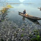 Akibat Angin Kencang, Puluhan Ton Ikan Mati Di Danau Maninjau