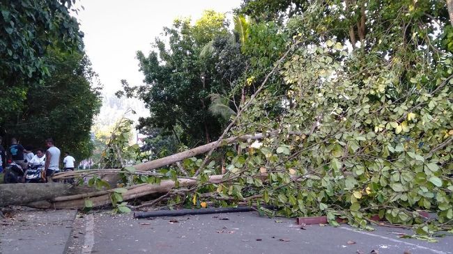 Akibat Pohon Tumbang, Dua Pengendara Sepeda Motor Alami Luka - Luka